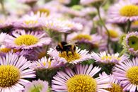 Black and Yellow Bee on White and Purple Flower