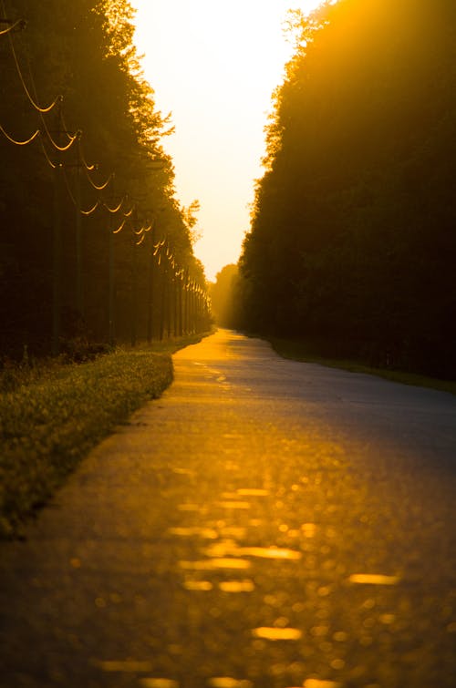 Free Paved Pathway Between Trees Stock Photo