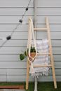 Green Plant on Brown Wooden Hanging Pot