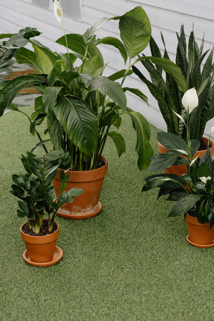 Green Plants In Brown Clay Pots