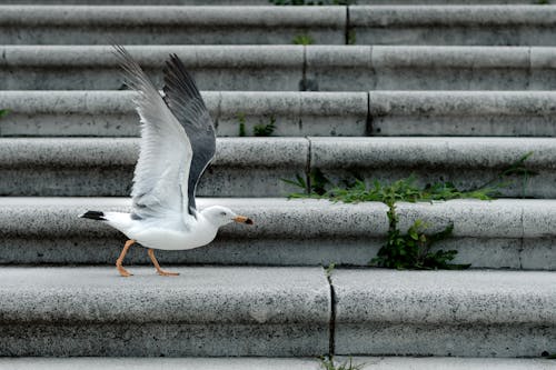 White Bird Perched on the Stairs