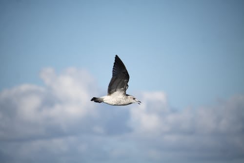 White Bird Flying Under White Clouds