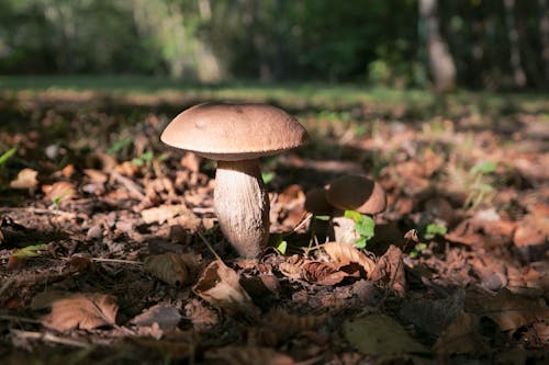 Brown Mushroom Beside Dried Leaves