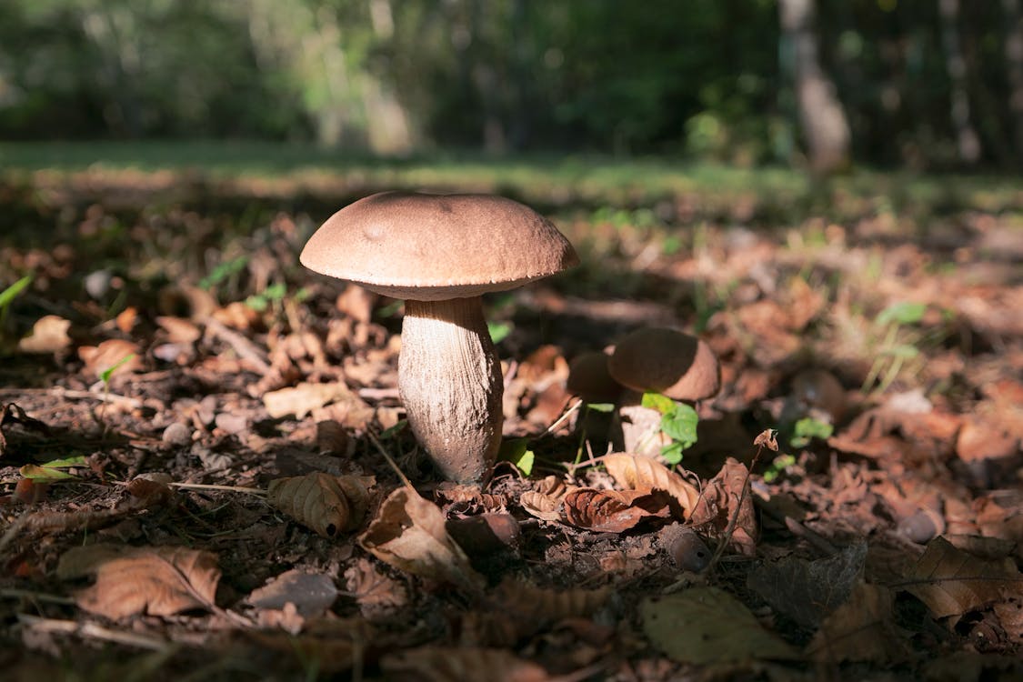 Brown Mushroom Beside Dried Leaves