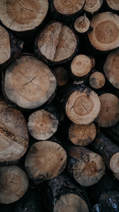 Free Close up on chopped timber Stock Photo