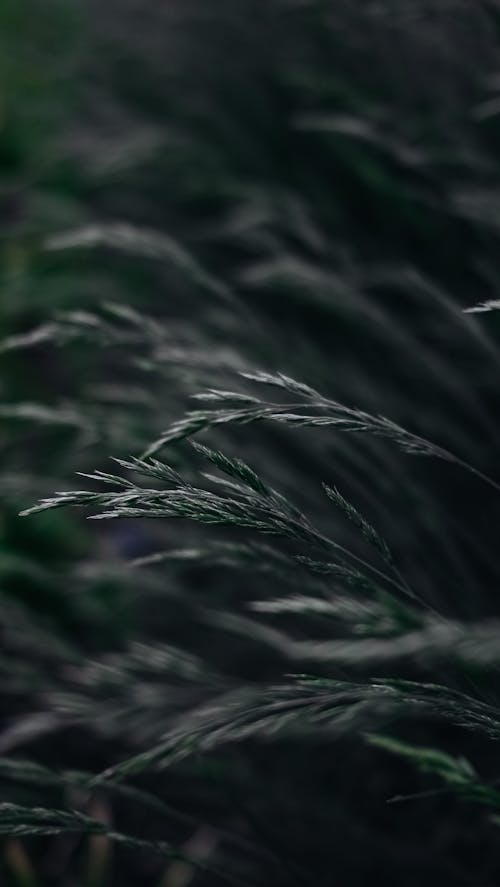 Green Leaves of Plants in Close Up Photography