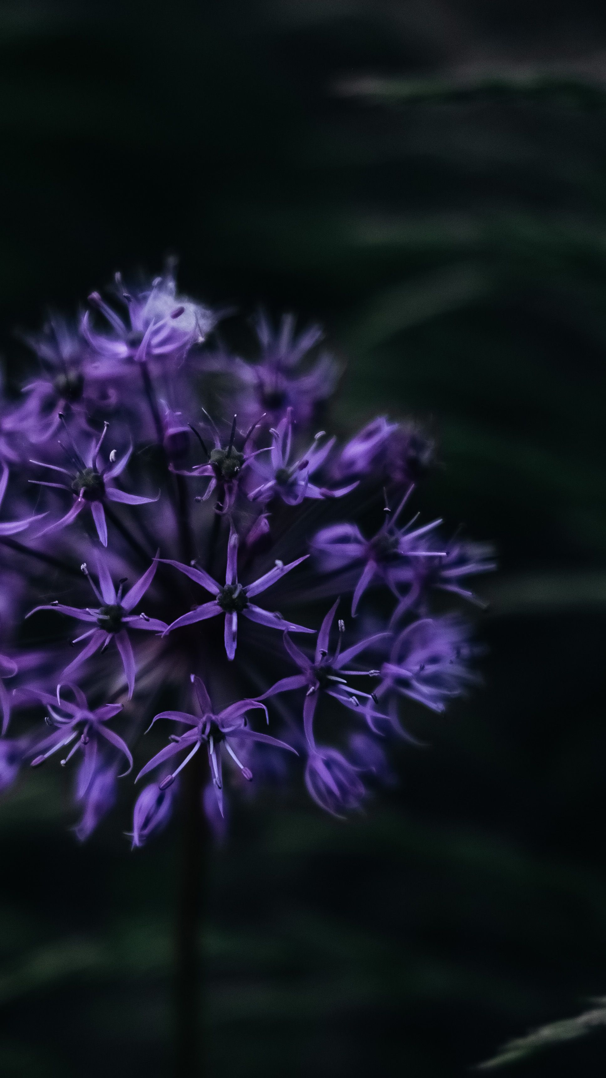 Blooming Purple Flowers in Close-Up Photography · Free Stock Photo
