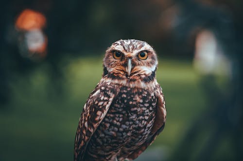 Brown Owl in Close Up Photography