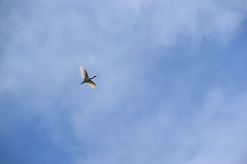 ローアングルショット, 羽毛, 翼の無料の写真素材