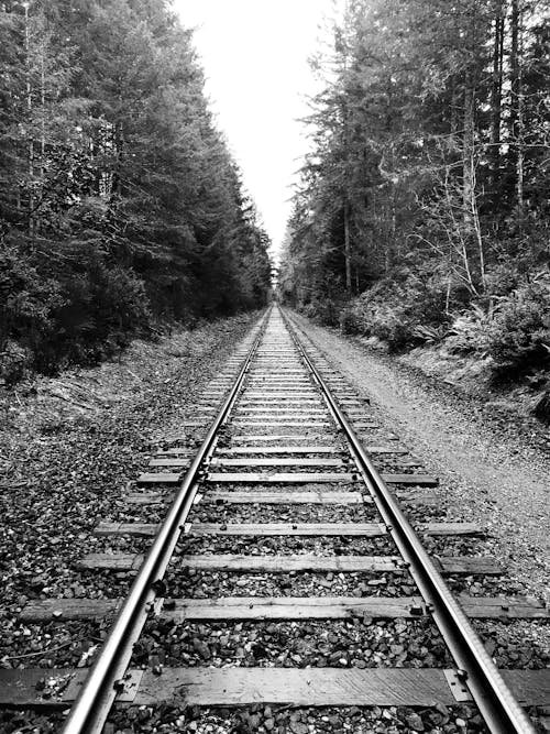 Grayscale Photography of Railway Surrounded by Trees