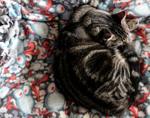 Kostenlos Graue Tabby Katze Auf Mehrfarbigem Textil Stock-Foto
