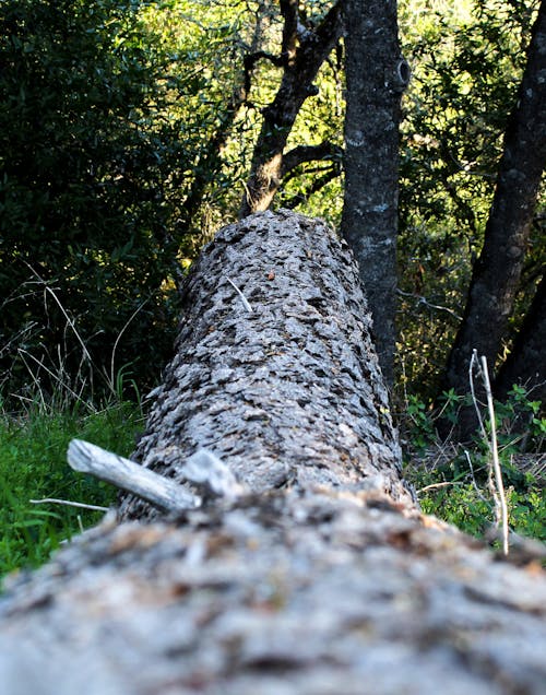 Free stock photo of fallen tree, tree