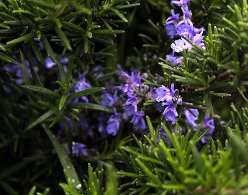 Imagine de stoc gratuită din floare mov, rozmarin, verde