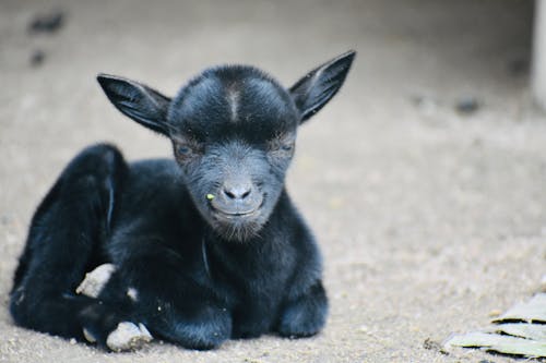 Ücretsiz bakmak, bebek keçi, çekilmiş içeren Ücretsiz stok fotoğraf Stok Fotoğraflar