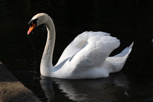 A Close-Up Shot of a Swan on a Lake