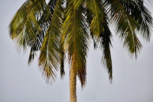 Gratis lagerfoto af kokostræ, palmetræ, tæt på