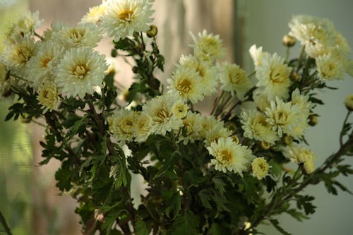 Close Up Photo of Chrysanthemum Flowers