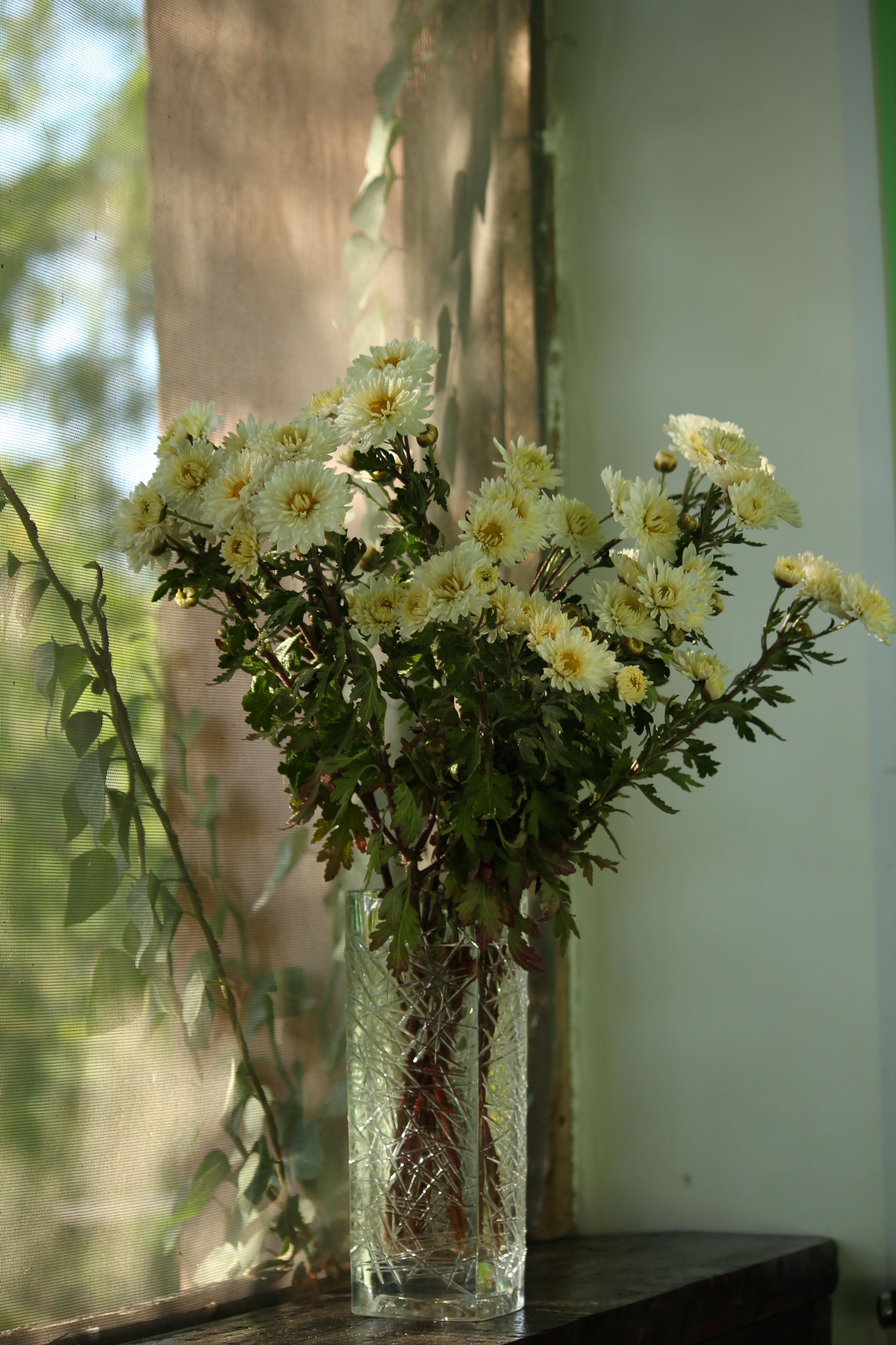 [ColoSach]-close-up-of-chrysanthemums-in-a-glass-vase-beside-a-sunlit-window,-creating-a-serene-indoor-setting.