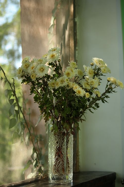 Free Close-up of chrysanthemums in a glass vase beside a sunlit window, creating a serene indoor setting. Stock Photo
