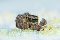 宏观镜头下，明亮水晶中跳跃的蜘蛛展现出生动的细节