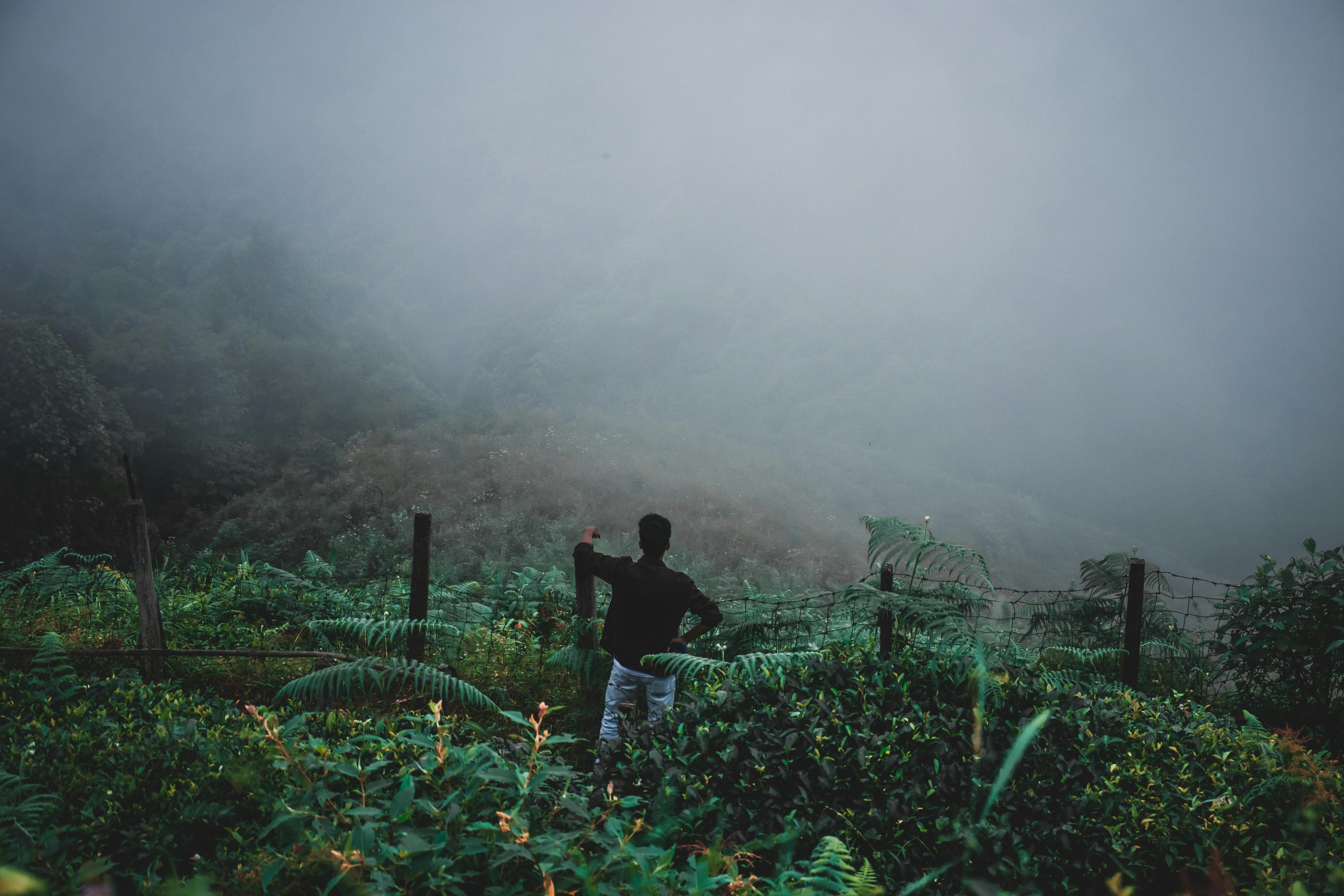 Persona en bosque con neblina
