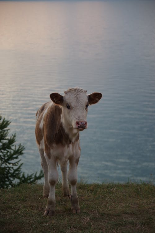 A Cow on a Grassy Field