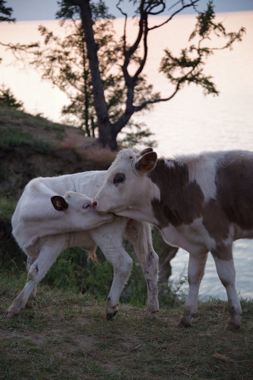 Two Cows on a Grassy Field