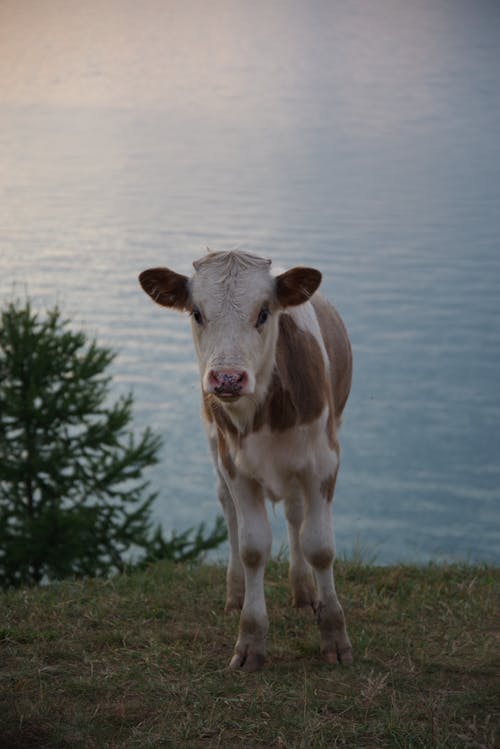 A Cow on a Grassy Field