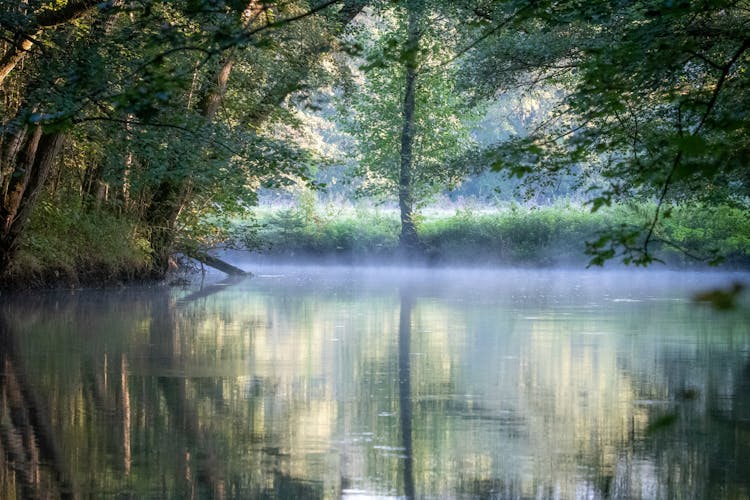 Forest Reflecting In Water Surface During Rain