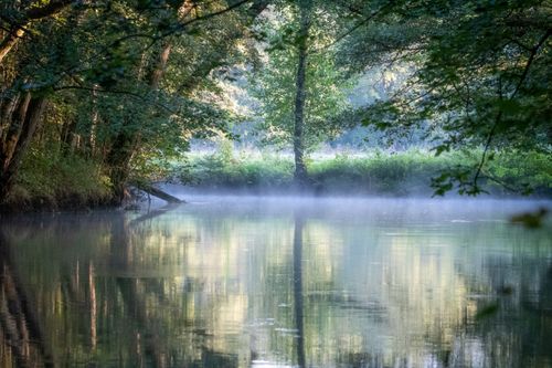 Free A serene forest scene with mist reflecting on a tranquil lake during daylight. Stock Photo