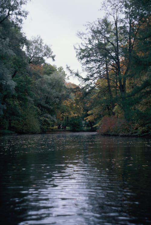 Trees on the Sides of the River