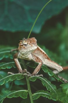 gecko photo