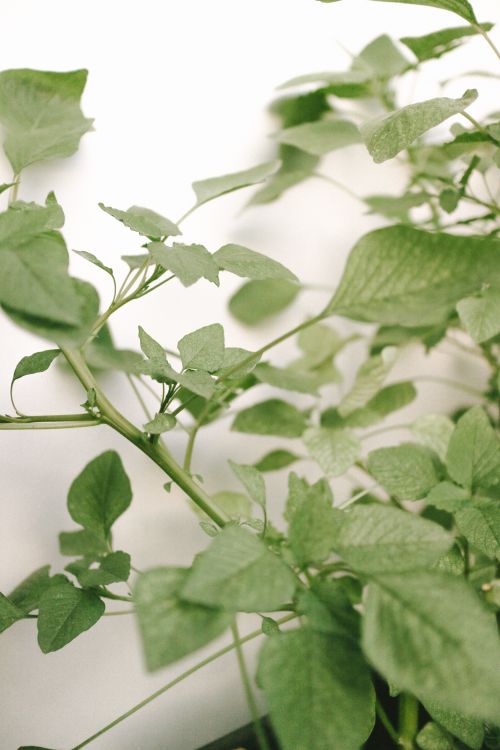 Free Soft focus close-up of green foliage, highlighting nature's green textures. Stock Photo