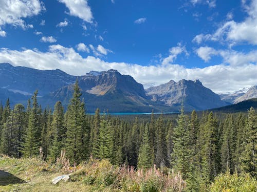 A Coniferous Forest