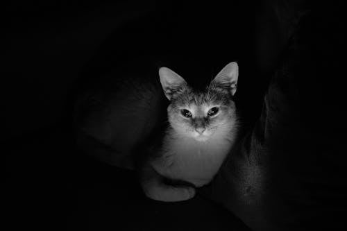 Grayscale Photo of a Tabby Cat Lying Down