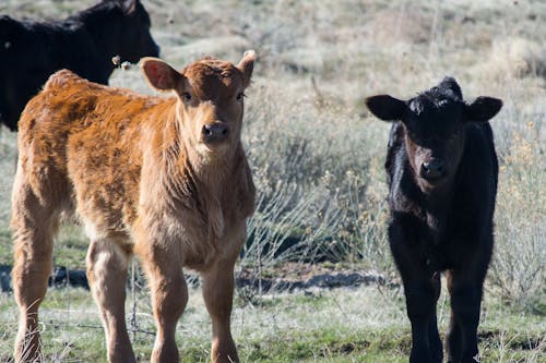Free Brown and Black Cattle Stock Photo