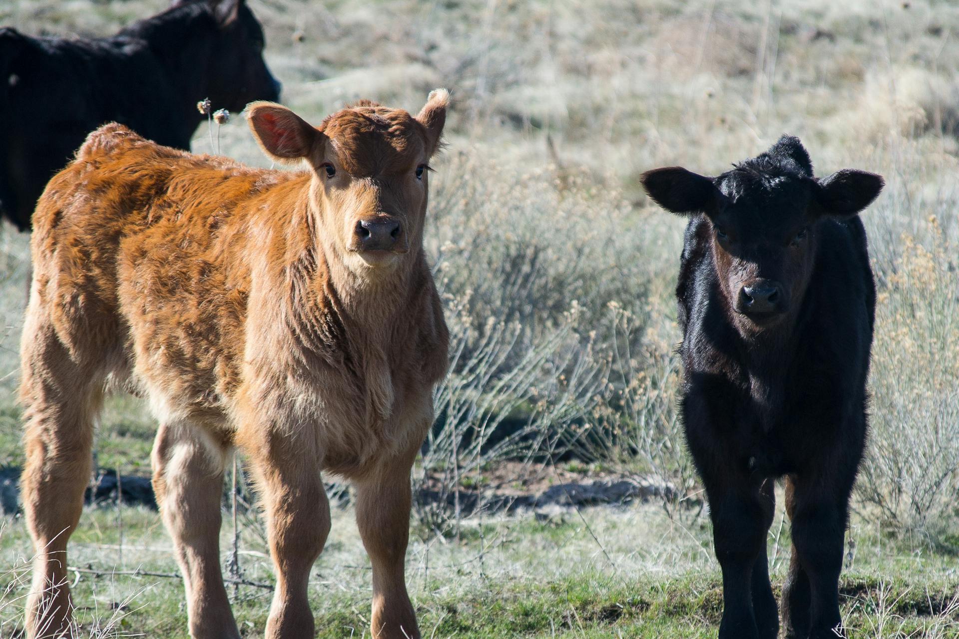 Brown and Black Cattle