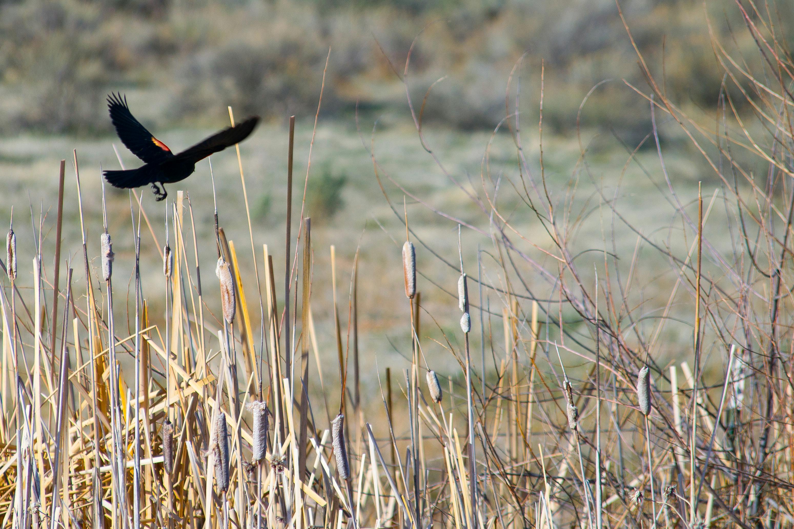 black bird on brown grass