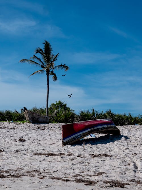 Foto stok gratis Afrika, bahtera, burung-burung