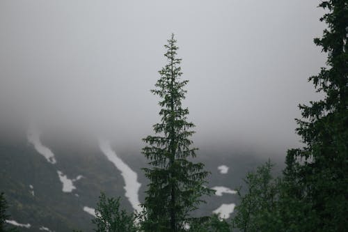 Free Green Trees on the Mountain Stock Photo