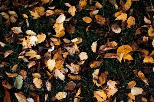 Free Fallen autumn leaves scattered on lush green grass create a vibrant seasonal scene. Stock Photo