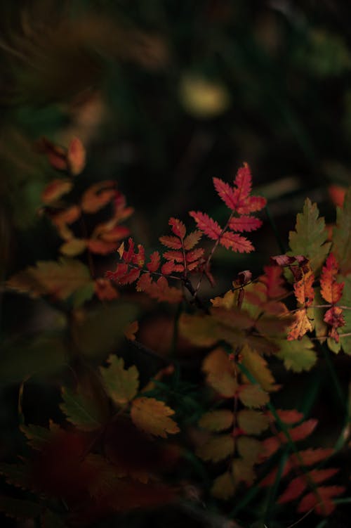 Red and Green Leaves of Plant