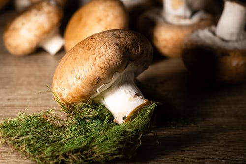 Close Up photo of Brown Mushrooms