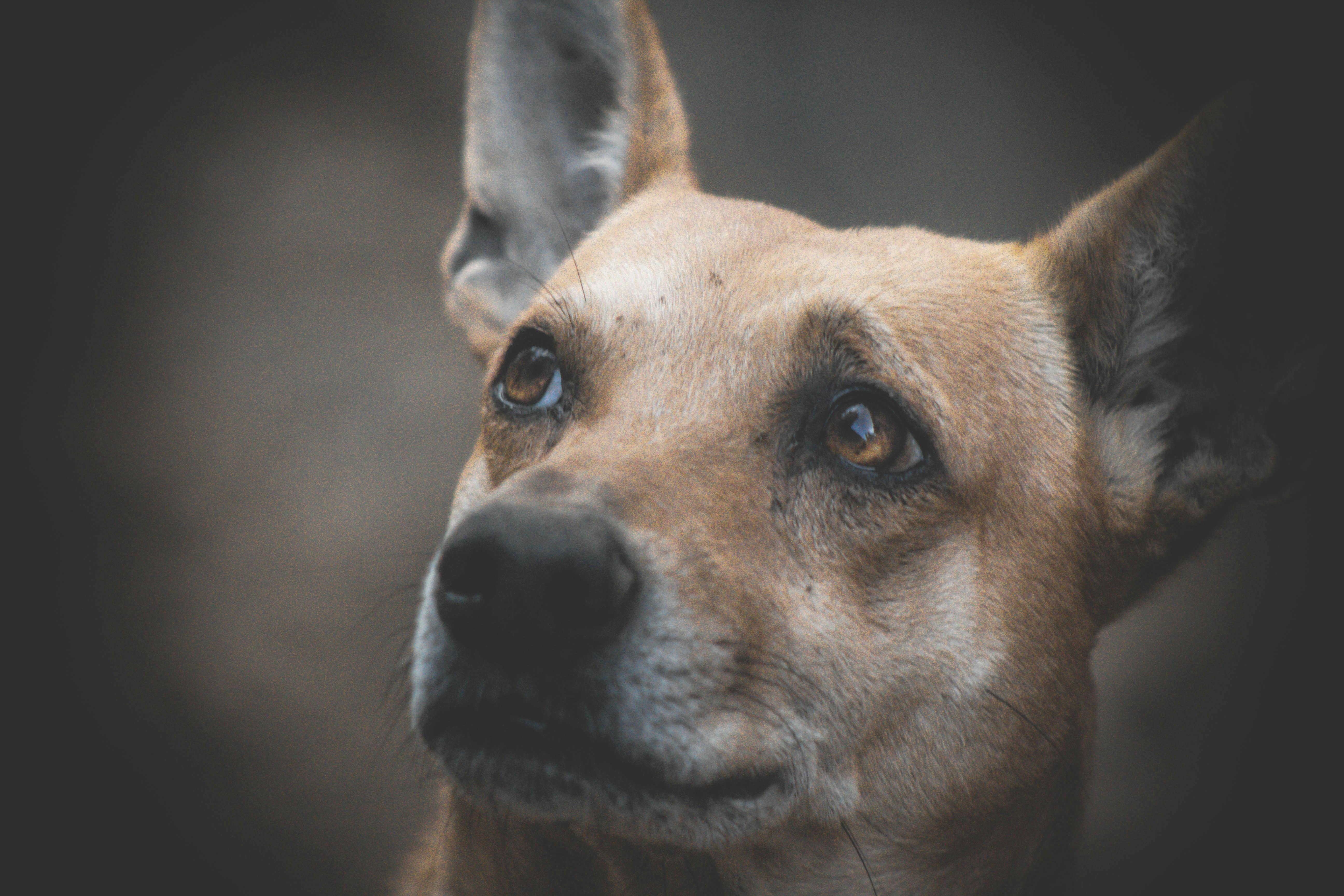 Foto Gratuita Di Animale Animali Carini Cane