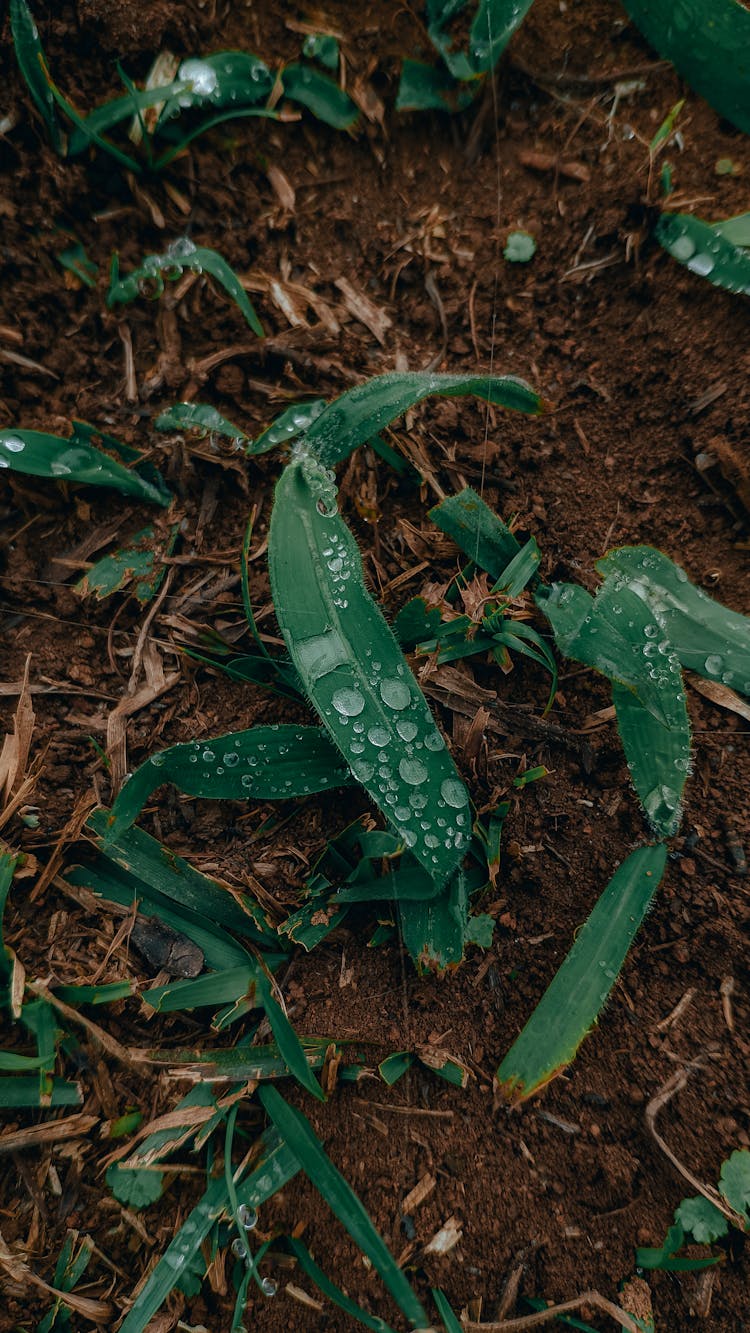 Close-up Of Wet Grass 