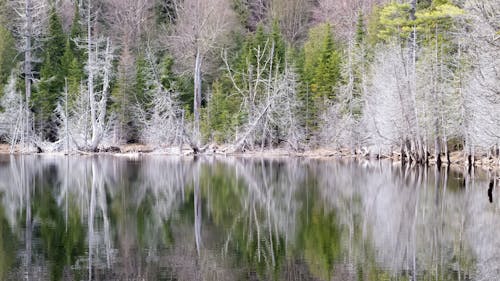 Foto profissional grátis de árvores, lago, reflexão