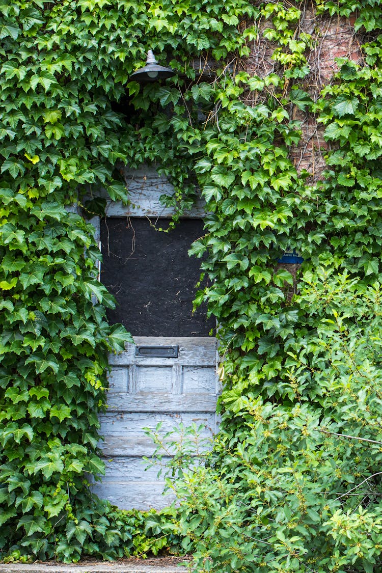 A Door Covered In Ivy