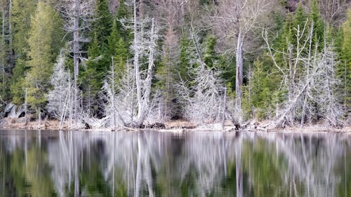 Foto profissional grátis de árvores, lago, reflexão