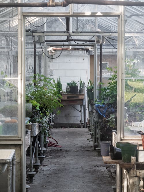 Základová fotografie zdarma na téma hrnkové rostliny, sklenice, skleník