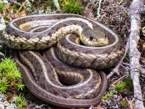 Základová fotografie zdarma na téma had, podvazkový had